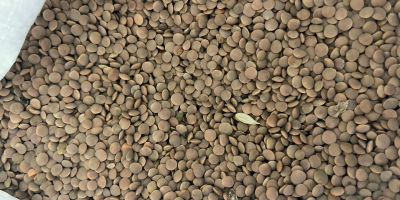 Disponemos de 22 toneladas de lentejas rojas procedentes de