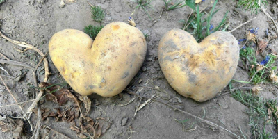 Papas orgánicas a la venta – variedad SORAYA. 50