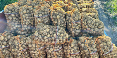 Papas orgánicas a la venta – variedad SORAYA. 50