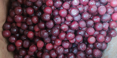 Vendo cerezas congeladas, bolsa de 25 kg.