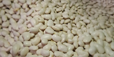 Vendo camiones completos de judías enanas. Envases a su