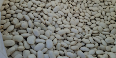 Vendo camiones completos de judías enanas. Envases a su