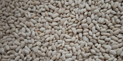 Vendo camiones completos de judías enanas. Envases a su