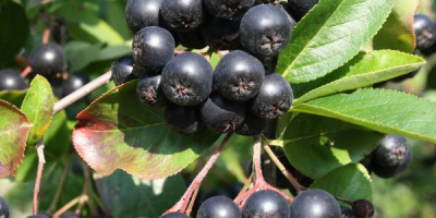 Vendo aronia orgánica con un certificado en el monte.