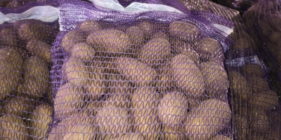 SE VENDEN - Papas con análisis fitosanitario disponibles. Cantidades