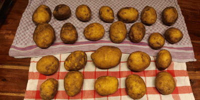 Vendo 500 toneladas de papas Fontane en cajas. Para