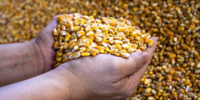Una empresa belga (mayor de 13 años) busca maíz