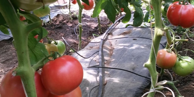 Tomates de frambuesa muy bien llenos, dulces, con un