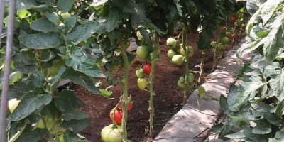 Tomates de frambuesa muy bien llenos, dulces, con un