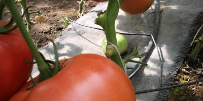 Tomates de frambuesa muy bien llenos, dulces, con un