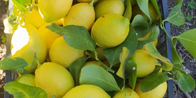 Vendo limones de alta calidad. Para más información, estoy