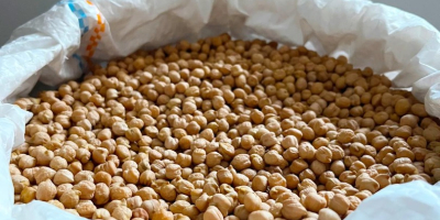 Ofrecemos garbanzos argentinos de calidad Sortex de 7 mm