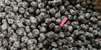 Todos nuestros productos están libres de OGM, se producen