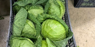 Repollo joven disponible en grandes cantidades. Suministro directo. Calidad