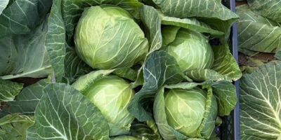 Repollo joven disponible en grandes cantidades. Suministro directo. Calidad