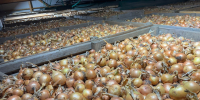Somos una empresa austriaca que vende cebollas amarillas y