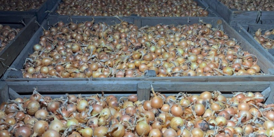Somos una empresa austriaca que vende cebollas amarillas y