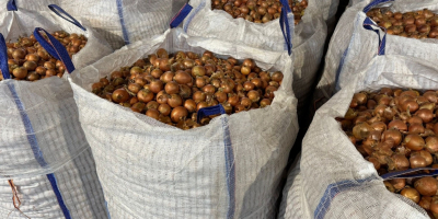 Somos una empresa austriaca que vende cebollas amarillas y