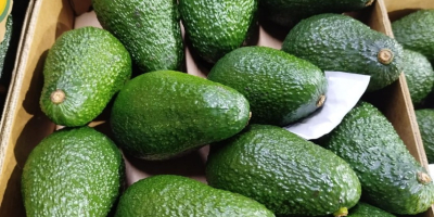 AGUACATE VARIEDAD HASS CON OPTIMO ESTADO DE MADUREZ. CALIBRES