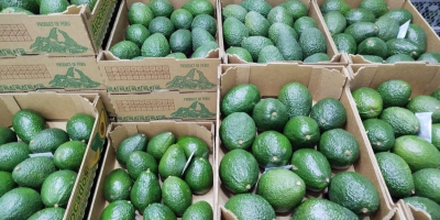 AGUACATE VARIEDAD HASS CON OPTIMO ESTADO DE MADUREZ. CALIBRES