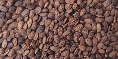 Serradella orgánica. Material de semilla de categoría C1, alta