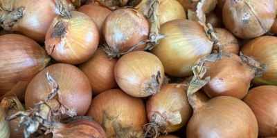 Busco comprar cebollas amarillas de Alemania o Austria. Para