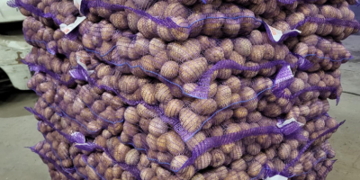 Vendo papas Gala 45+. Son lavables y vienen en