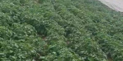 Papas frescas Riviera de Dăbuleni, Dolj – 300–700 toneladas