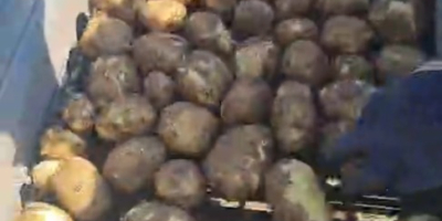 Papas frescas Riviera de Dăbuleni, Dolj – 300–700 toneladas