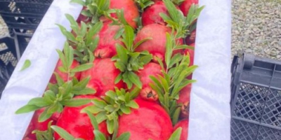 Granada — Ficha técnica (Calidad de exportación) Origen: Azerbaiyán