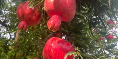 Granada — Ficha técnica (Calidad de exportación) Origen: Azerbaiyán