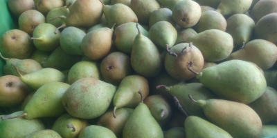 Venderé peras de la variedad Ksenia, aproximadamente 60 toneladas,