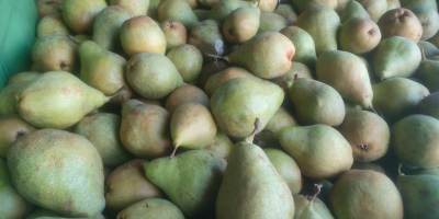 Venderé peras de la variedad Ksenia, aproximadamente 60 toneladas,