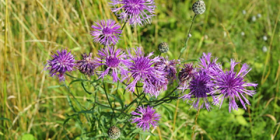 Semillas de aciano - Cosecha 2024. Semillas de aciano