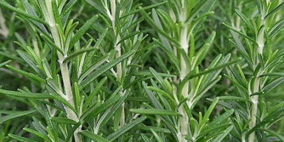 Ubicados en el corazón de Solwezi, Zambia, cultivamos una