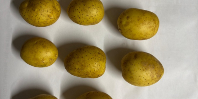 Tengo 10 variedades de papas fritas comestibles y papas