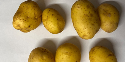 Tengo 10 variedades de papas fritas comestibles y papas