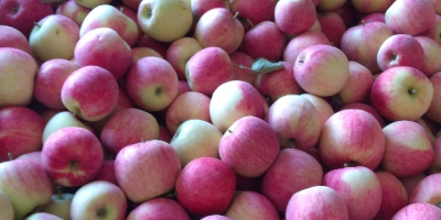 Venderé manzanas piros desde 6.5 tel. 603062079