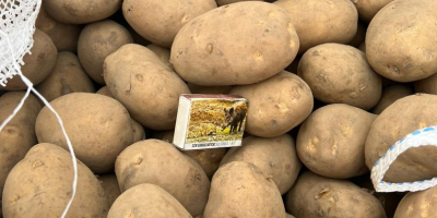 Papas amarillas a la venta, calibre [teléfono] y calibres