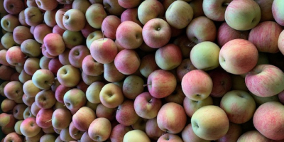 Empresa Fuji 65/75 en la provincia de Udine, Italia