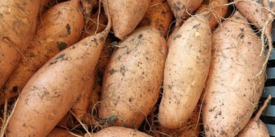 Boniatos – Producto de Egipto. Boniatos egipcios premium, cultivados