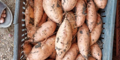 Boniatos – Producto de Egipto. Boniatos egipcios premium, cultivados