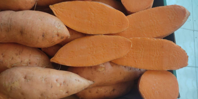 Boniatos – Producto de Egipto. Boniatos egipcios premium, cultivados