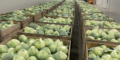 Repollo de maduración tardía. Apto para conservación prolongada (en