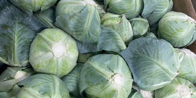 Repollo de maduración tardía. Apto para conservación prolongada (en