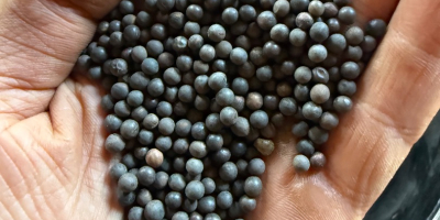 Dia vendo veza de invierno organica rea 90% germinacion