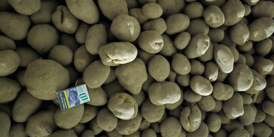 Papas Vinieta Envasadas en sacos de 10 o 15