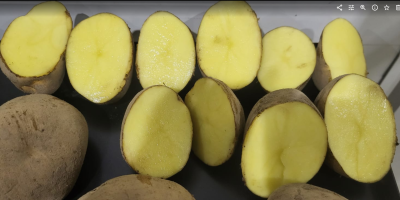 Vinieta tamaño +60 Bolsa 10 kg o 15 kg