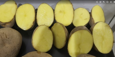 Vinieta tamaño +60 Bolsa 10 kg o 15 kg