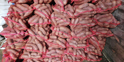 Patatas comestibles Soraya. Zanahorias, perejil, remolacha. Patatas comestibles Soraya